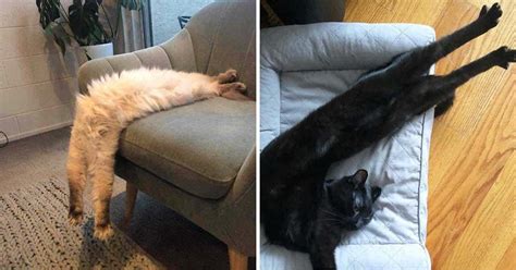 30 Hilarious Photos Proving That Cats Are The Masters Of Stretching