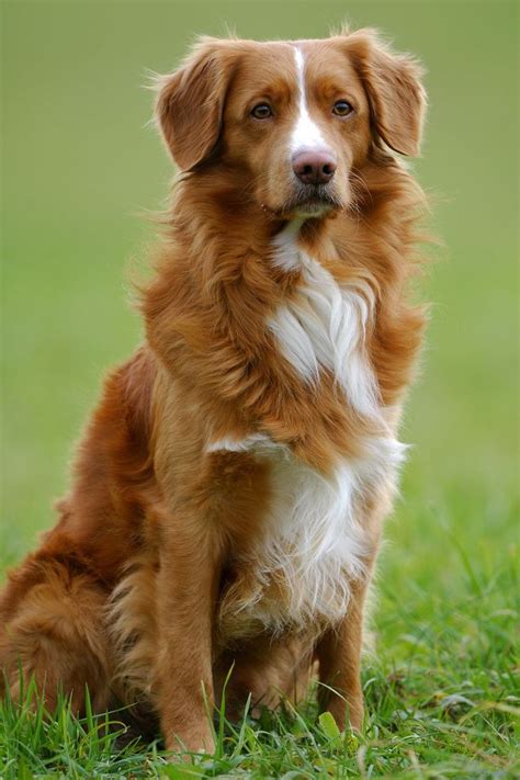 40 Best Medium Sized Dog Breeds - List of Popular Cute Medium Sized Dogs for Families | Dog ...