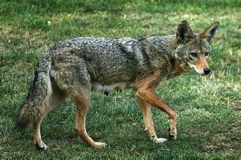 Coyote Sightings Common in Michigan