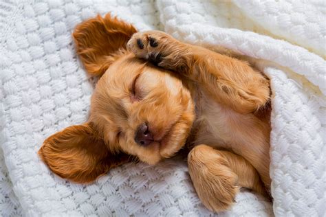 Crate Training vs Co-Sleeping With Your Puppy - Happy Paws Veterinary ...