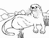 Otter Coloring Pages  Best Coloring For Kids sketch template