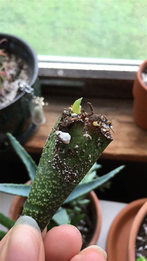 Success!! Aloe leaf propagation! : r/succulents