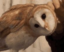 Owl GIF - Owl - GIF 탐색 및 공유