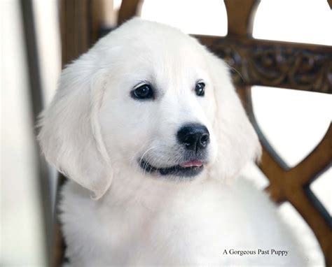 White English Cream Golden Retriever Pups- | Golden retriever, White ...