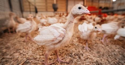 What’s a Baby Turkey Called & 4 More Amazing Facts! - A-Z Animals