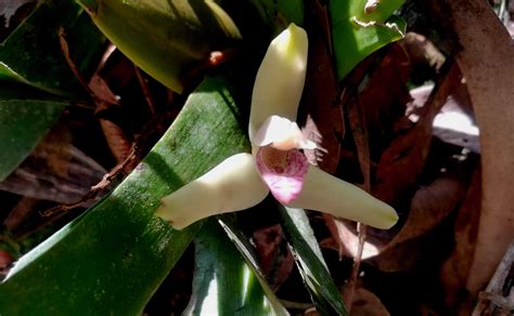 Orchids of the Amazon Rainforest - Shiripuno Amazon Lodge