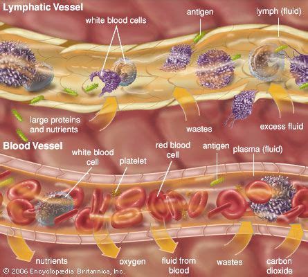 Which of the Following Is Not an Extracellular Fluid - Donavan-has-Beck