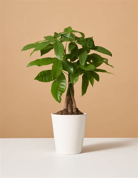 Plant of the month: Inviting good fortune with the Money Tree | SA ...