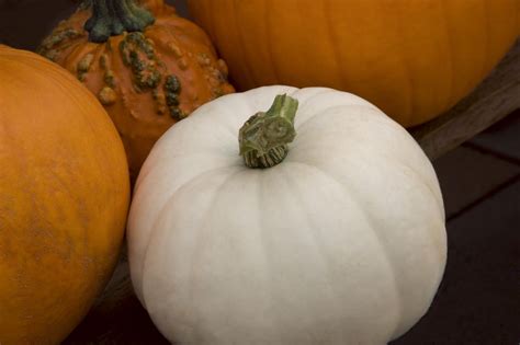 What Is a White Pumpkin? And What Can You Do with One?