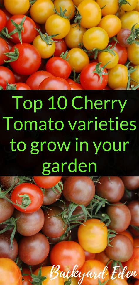 Top 10 Cherry Tomato varieties to grow in your garden - Backyard Eden ...