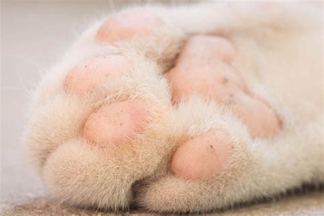 Declawing A Cat (Onychectomy) - Cat-World