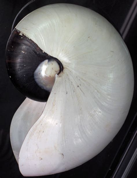 Nautilus pompilius (albino shell) (chambered nautilus) (Mi… | Flickr