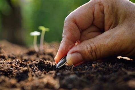 Planting seed stock image. Image of ground, fresh, farm - 69648505