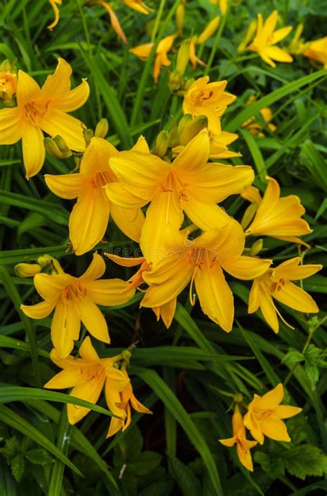 Flowers of Yellow Daylilies in the Garden in the Middle of Summer Stock ...