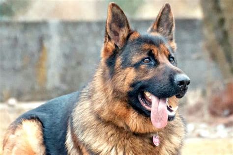 German Shepherd Names: Over 200 Awesome Names for Your GSD!