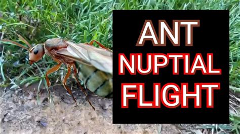 Ant Nuptial Flight - YouTube