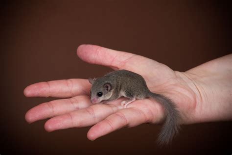 Keeping and Caring for African Dormice as Pets