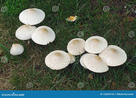 False parasol mushroom. stock image. Image of close - 126039155