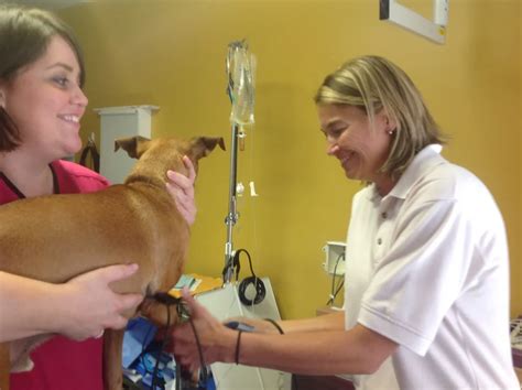 Emergency & Critical Care for Dogs and Cats in Foley, AL - Animal ...