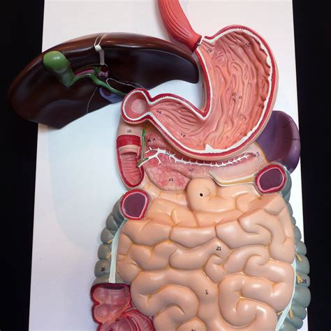 Torso Model Digestive System