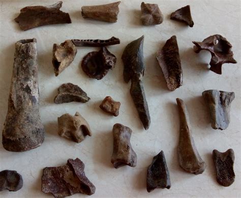 Pleistocene fossils for trade - Member Fossil Trades Bulletin Board - The Fossil Forum