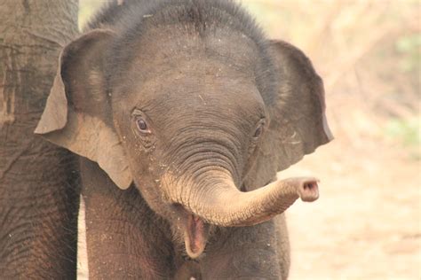 File:Baby elephants in an elephant sancuary 02.JPG - Wikimedia Commons