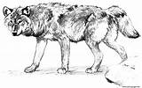 Wolf Alone Coloring Page Printable sketch template