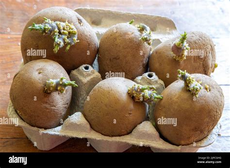 potato chitting seed potatoes - Maris Piper seed potatoes chitting in ...