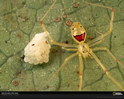 ¿Bloggy bloggy?: La araña sonriente (Theridion grallator)