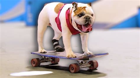 WORLD'S CUTEST SKATEBOARDING DOG! - YouTube