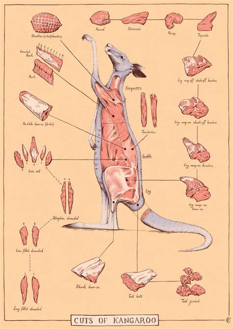 Female Kangaroo Reproductive System Diagram