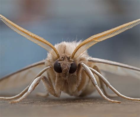 Some of the Scariest Insects and Arachnids on the Planet - James River ...