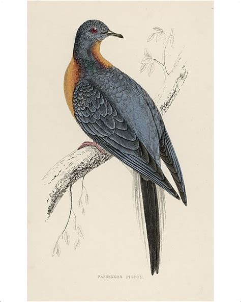 Prints of Passenger Pigeon-Extinct