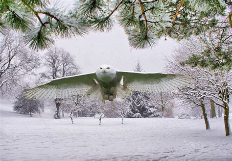 Snowy Owl In Winter Photograph by Sandra Cockayne