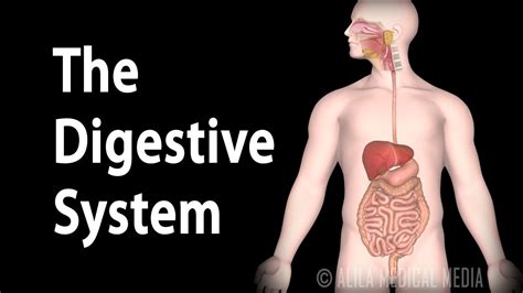 Physiology Basics: the Digestive System, Animation - YouTube