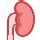 Kidney Icon