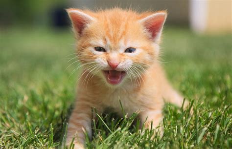 Why Is My Kitten Meowing? - Reasons Why And Solutions