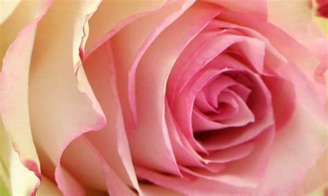 What Makes a Luxury Rose? - Beverly Hills | OnlyRoses