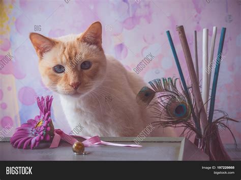 Cat Epoxy Resin Image & Photo (Free Trial) | Bigstock