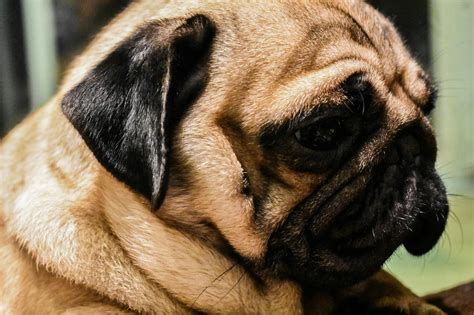 Adult Fawn Pug · Free Stock Photo