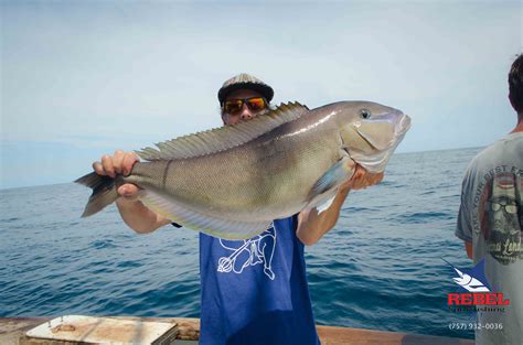 Fishing Photos Grouper Tilefish - Offshore Fishing Charters