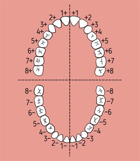 A Guide to Teeth Numbers in Canada - Web DMD