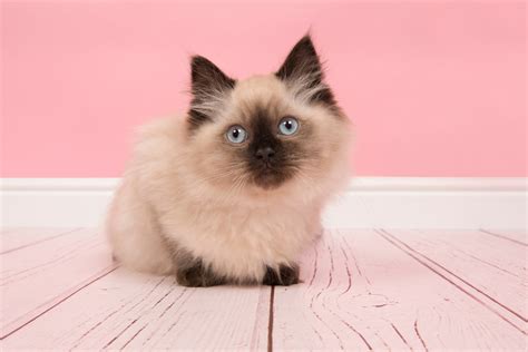 Seal Point Ragdoll Cat: 12 Things Owners Need to Know 2024