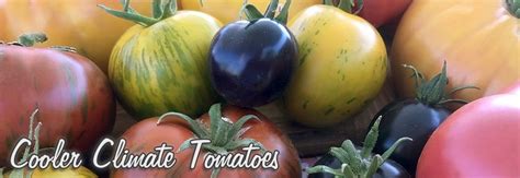 Tomato Varieties for Cooler Climates Heirloom Tomato Seeds, Heirloom Tomatoes, Yellow Tomatoes ...