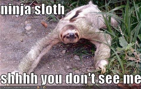 9 Sloth Facts to Brighten Your Day! | Funny sloth pictures, Sloth meme ...