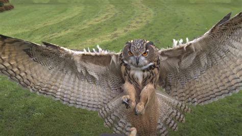 Eagle Owl in Flight @ 1000 fps (HD)