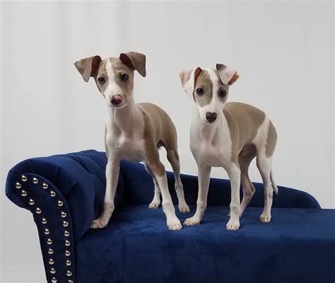 Pictures Of Greyhound Puppies : Italian Greyhound Breeder Shares Tips ...