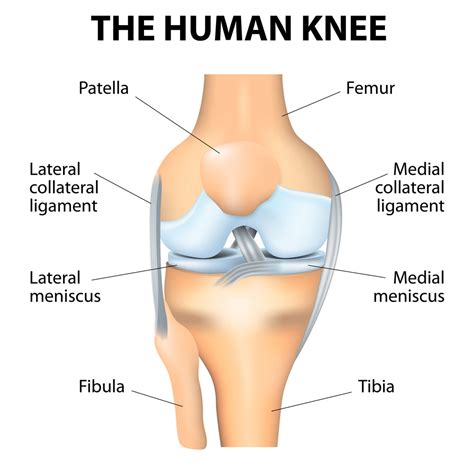 Knee Anatomy | Knee Pain | Van Nuys, Thousand Oaks, Los Angeles, CA