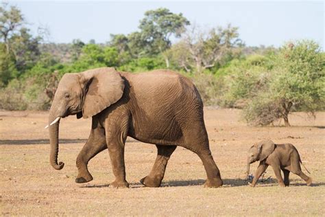 baby elephant weight in stone - Have The Finest Web Log Miniaturas