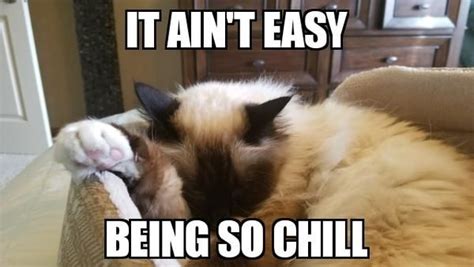 It Ain't Easy Being So Chill - Funny Cat Meme | Funny cats, Cat memes, Caturday funny